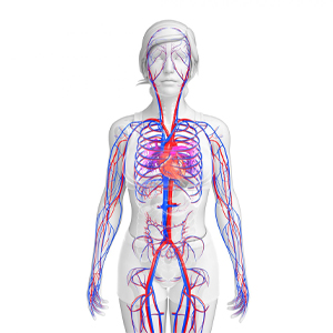 Malformações arteriovenosas: conheça o tratamento por embolização