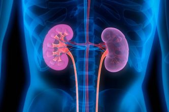 3D illustration of human kidneys with cross-section