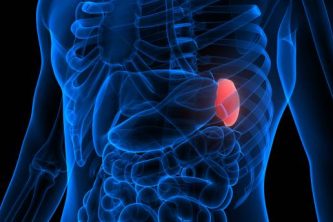 3D Illustration Concept of Spleen a Part of Human Internal Organ System Anatomy X-ray 3D rendering