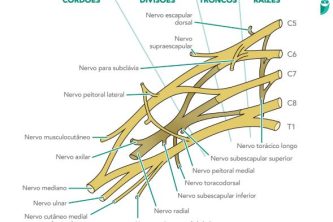 Neurólises de plexos nervosos