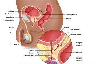 prostata-anatomia